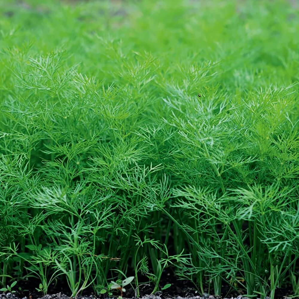 Dill Seeds – Compatto 
