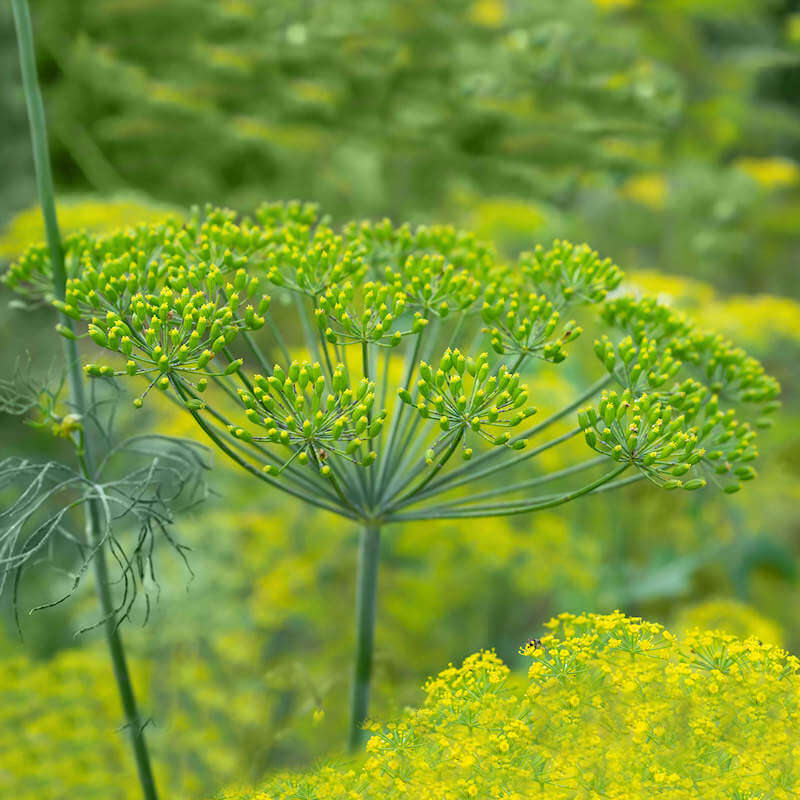 Dill Seeds – Long Island Mammoth