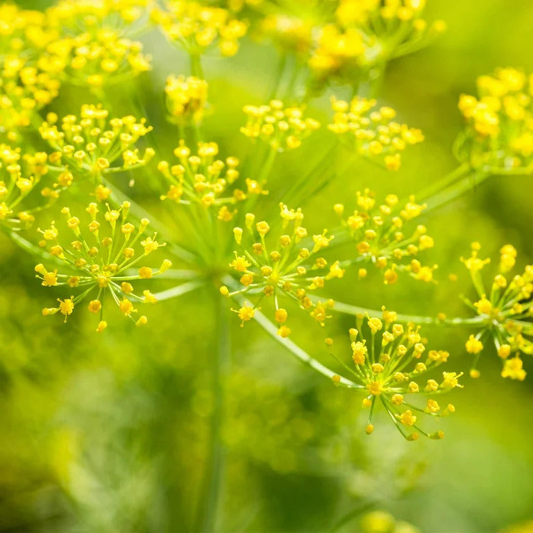 Dill Seeds – Yellow Mammoth
