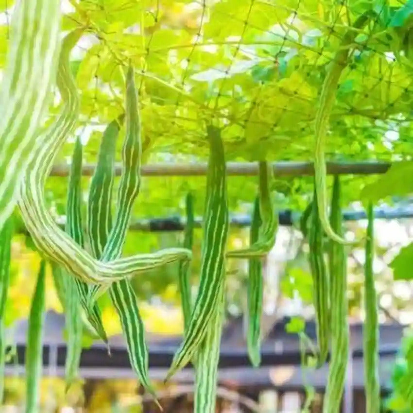 Dipper Gourd Seeds – Long Green
