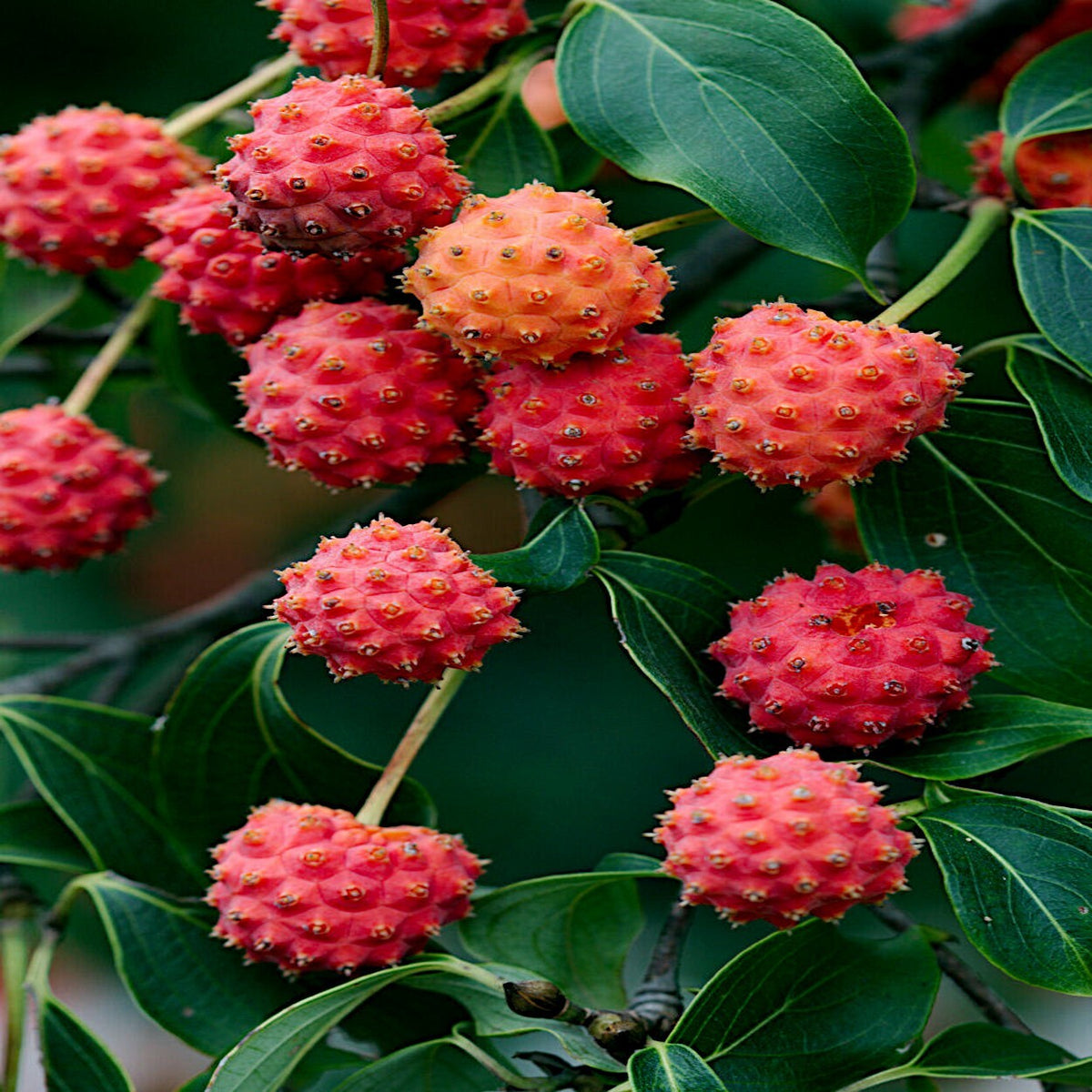 Dogwood Seeds – Kousa
