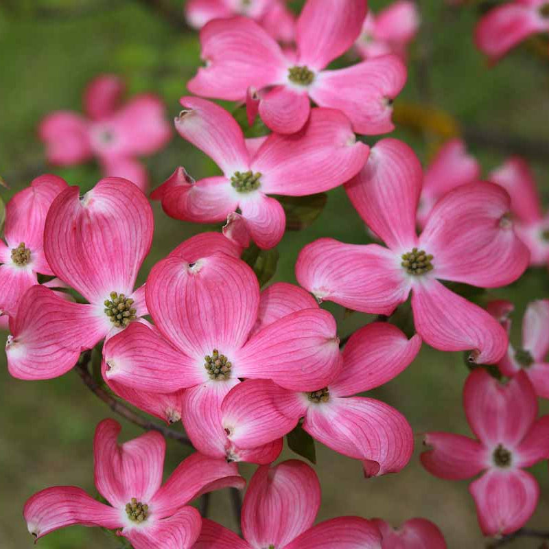 Dogwood Seeds - Flower Plant for Home Gardens
