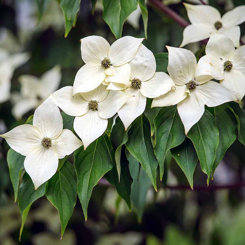 Dogwood Seeds - Flower Plant for Home Gardens