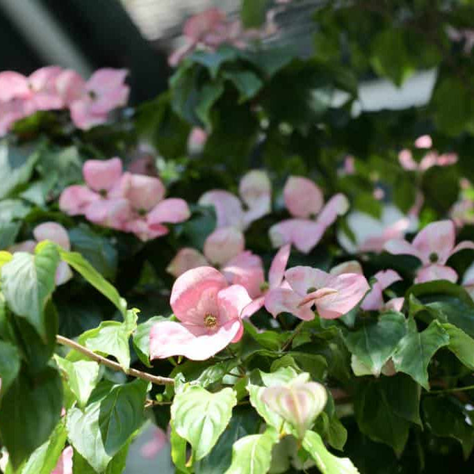Dogwood Seeds - Flower Plant for Home Gardens