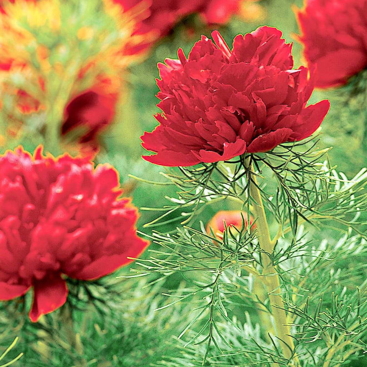 Double Flowering Fernleaf Peony Seeds - Flower Plant 