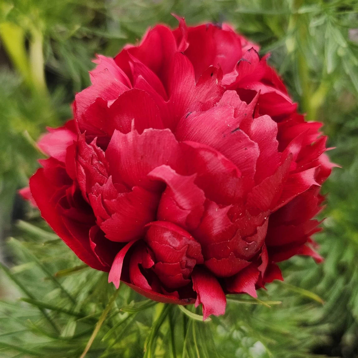 Double Flowering Fernleaf Peony Seeds - Flower Plant 