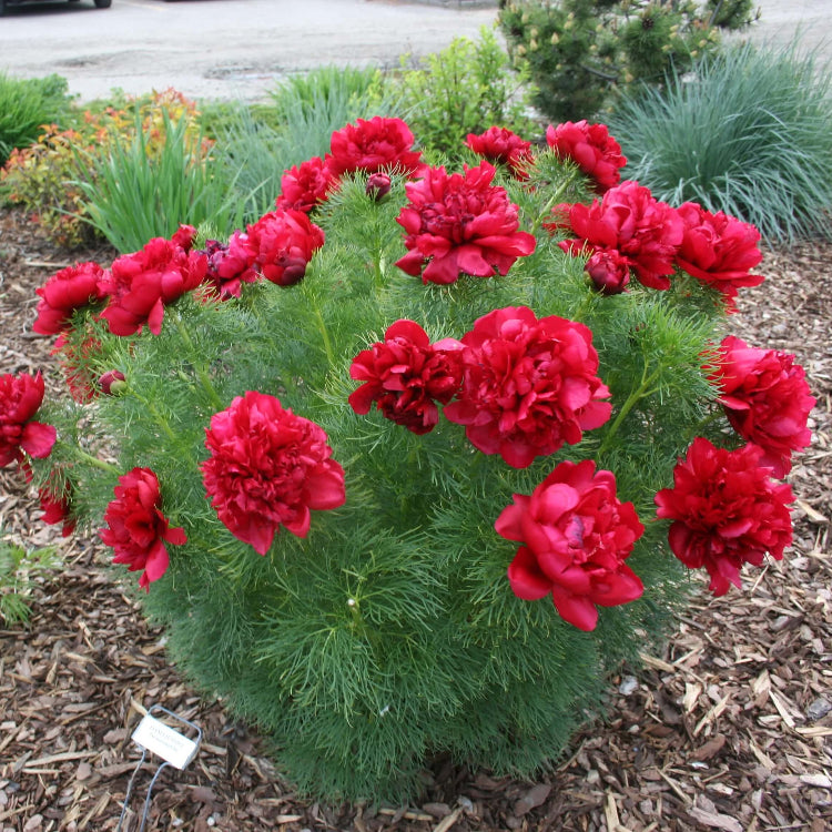 Double Flowering Fernleaf Peony Seeds - Flower Plant 