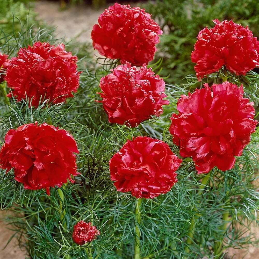 Double Flowering Fernleaf Peony Seeds - Flower Plant 