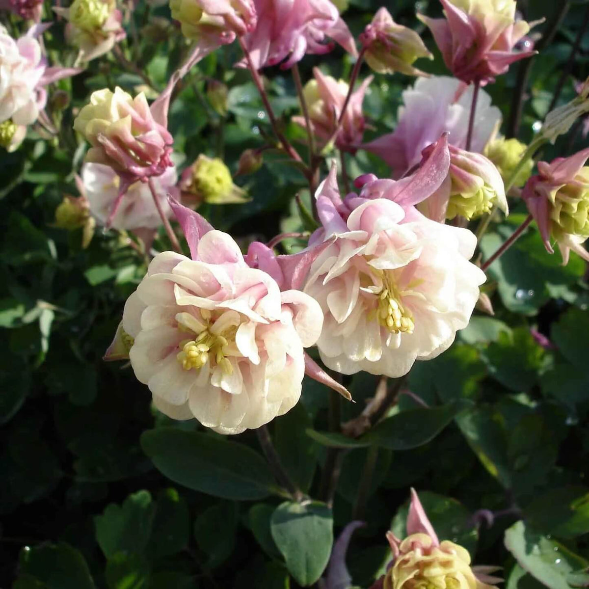 Double Rose Columbine Seeds - Flower Plant