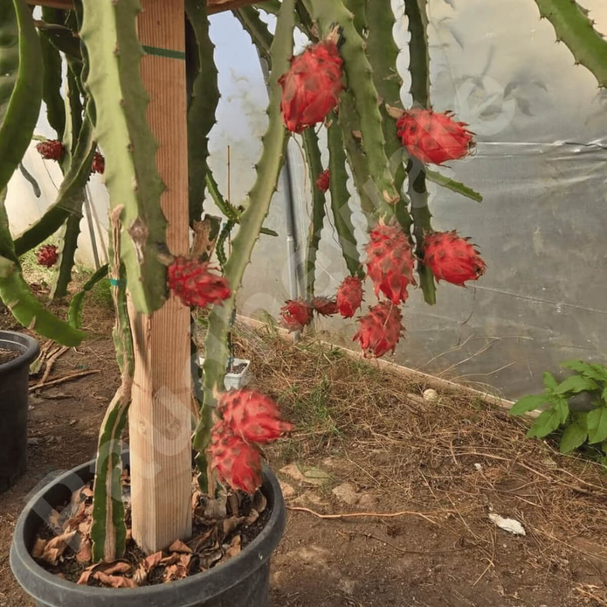 Dragon Seeds – Exotic Climbing
