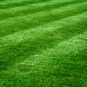 Drought Tolerant Grass Seeds - Flower Plant