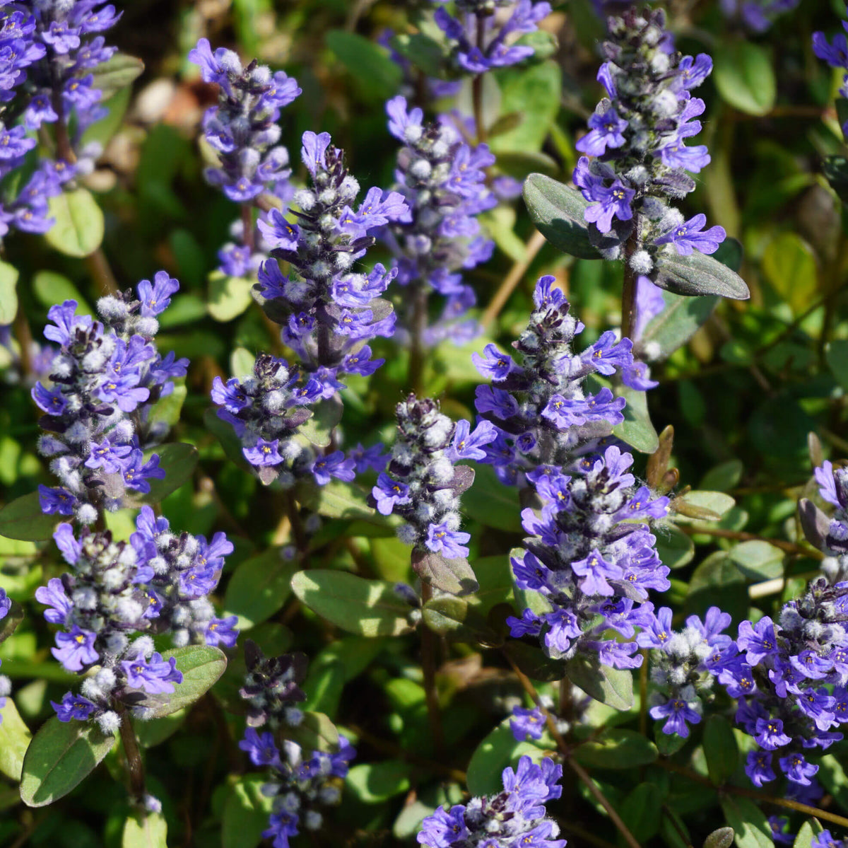 Dwarf Ajuga Seeds