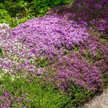 Dwarf Creeping Thyme Seeds