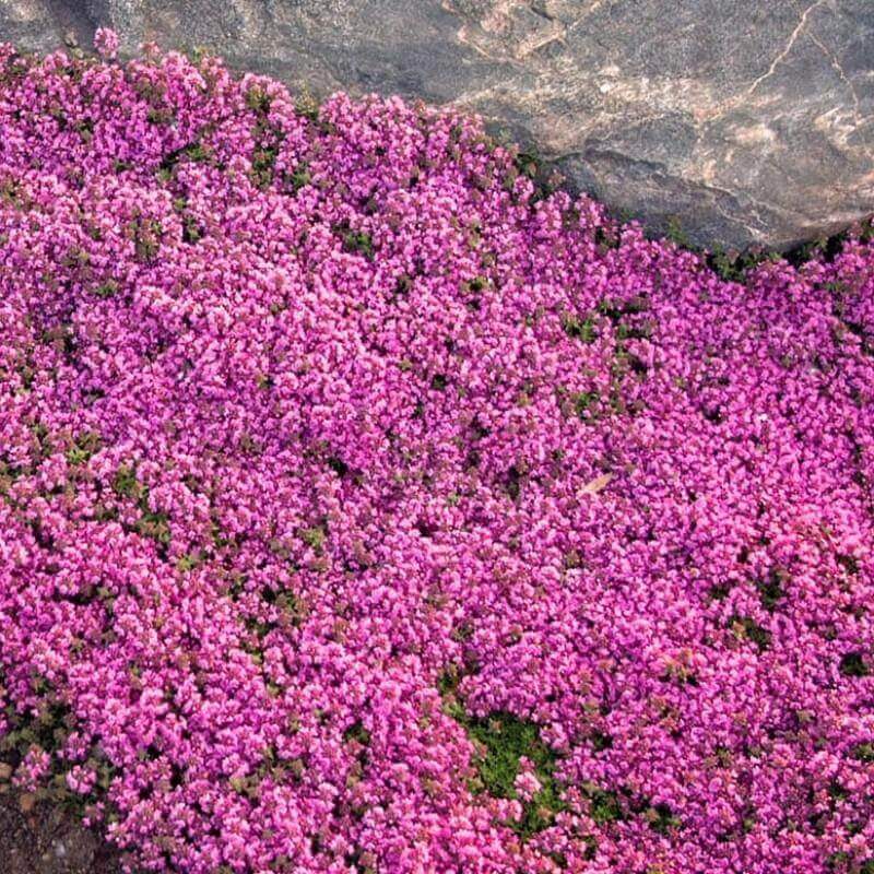 Dwarf Creeping Thyme Seeds