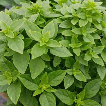 Dwarf Greek Basil Seeds – Compact Fragrant