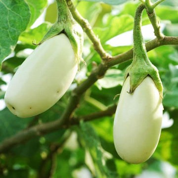 Easter Egg Plant Seeds - Vegetable Plant