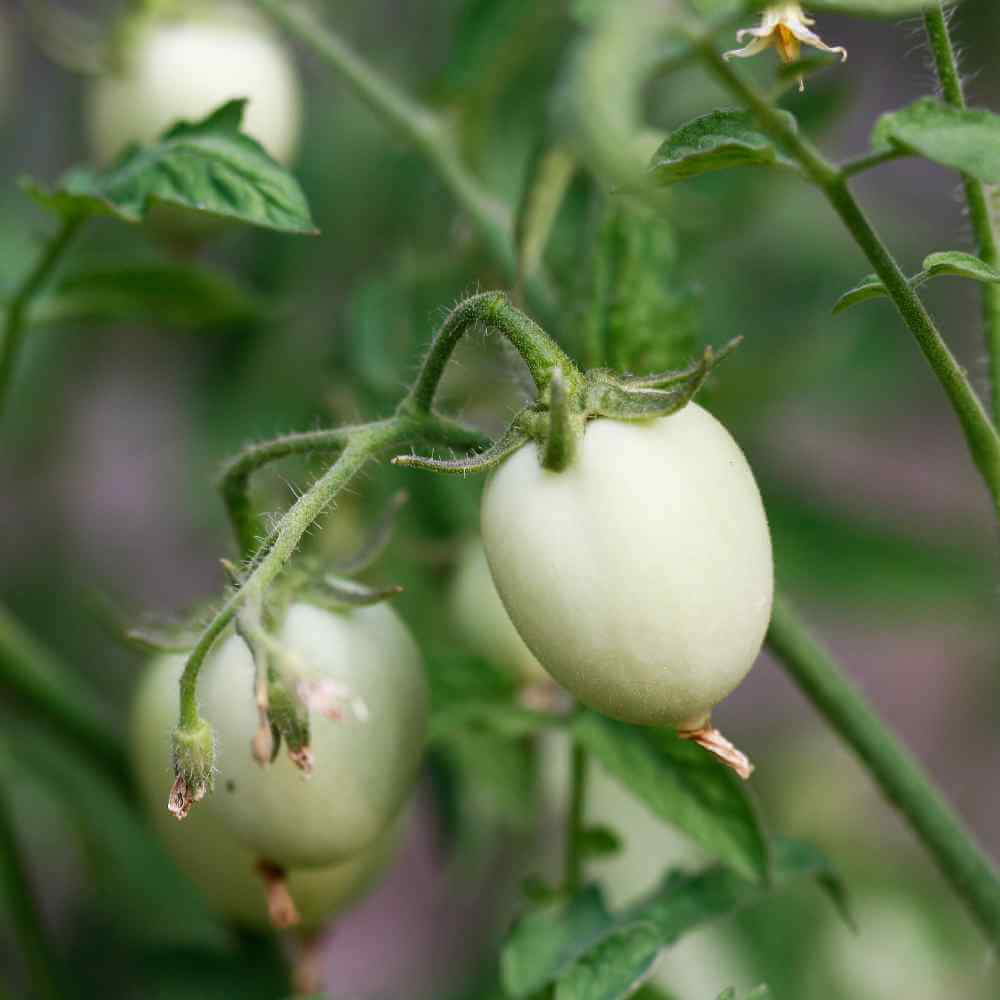 Easter Egg Plant Seeds - Vegetable Plant
