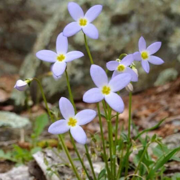 Eastern Bluets Seeds