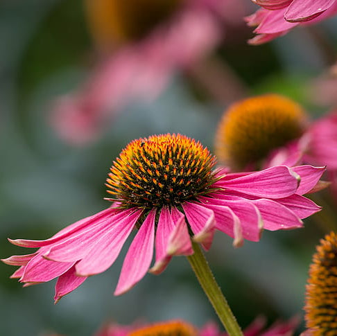 Echinacea Seeds – Immune
