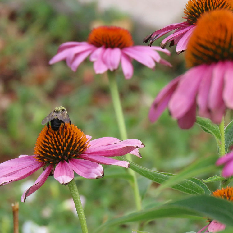 Echinacea Seeds – Immune
