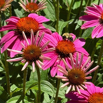 Echinacea Seeds – Organic, Perfect for Tea
