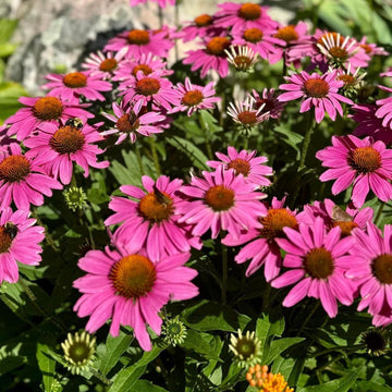 Echinacea Seeds – Organic, Perfect for Tea
