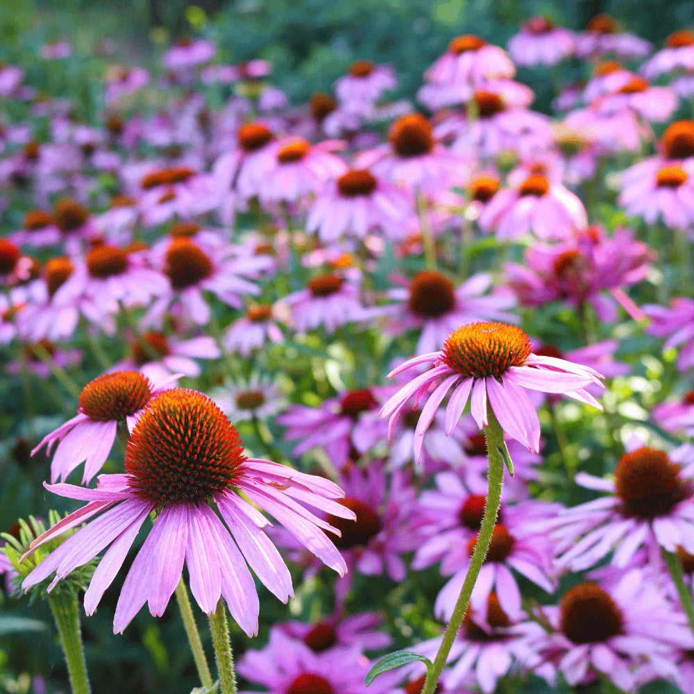 Echinacea Seeds – Pure
