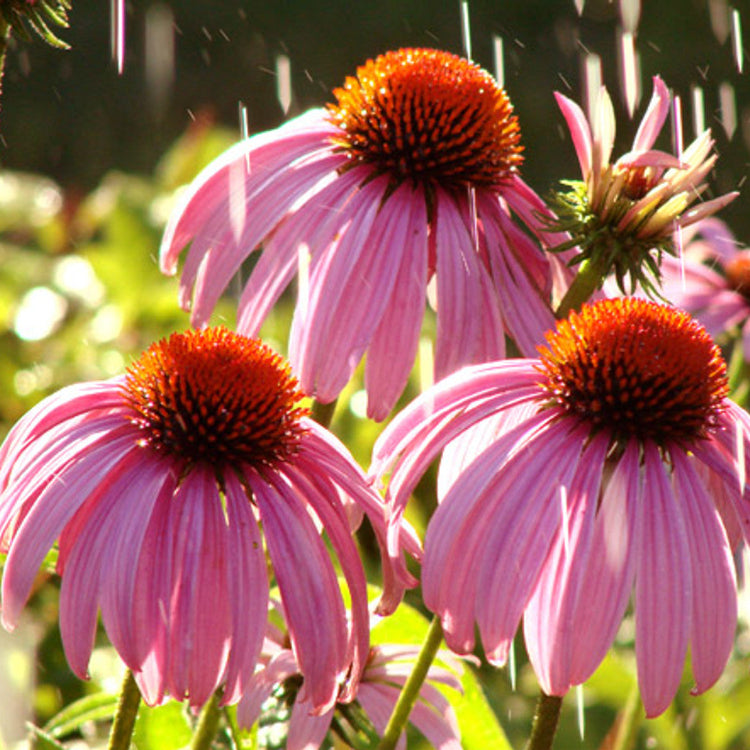 Echinacea Seeds – Purpurea
