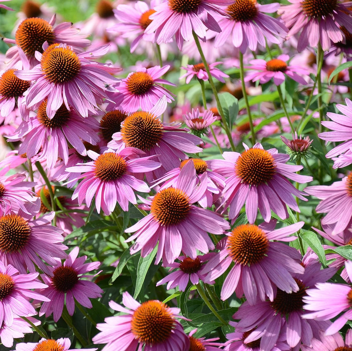 Echinacea Purpurea Seeds – Perennial Purple Coneflower

