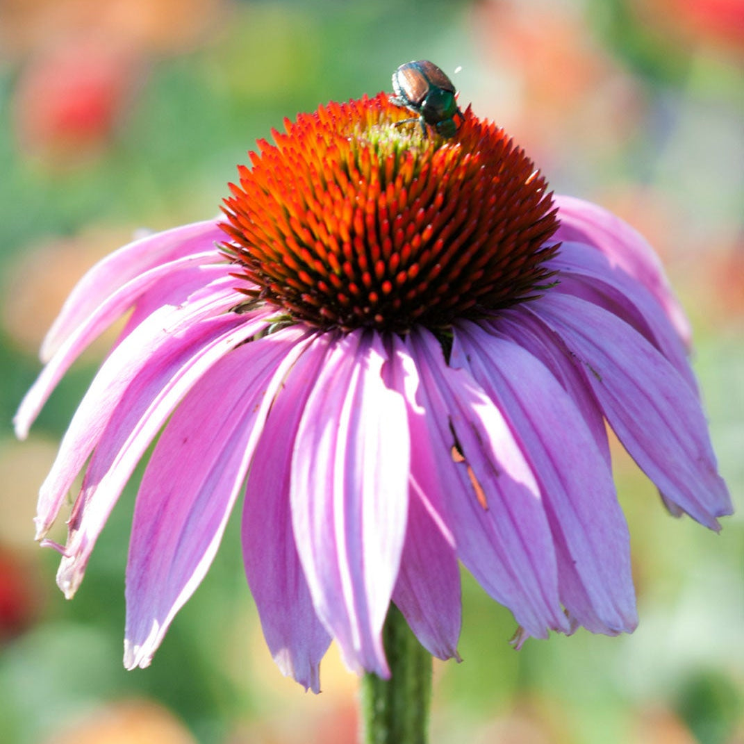 Echinacea Purpurea Seeds – Perennial Purple Coneflower
