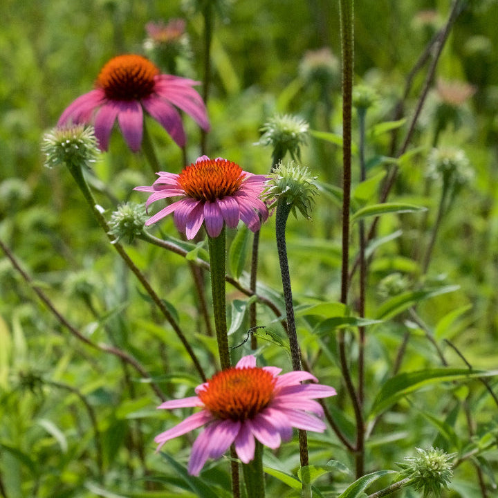 Echinacea Purpurea Seeds – Perennial Purple Coneflower
