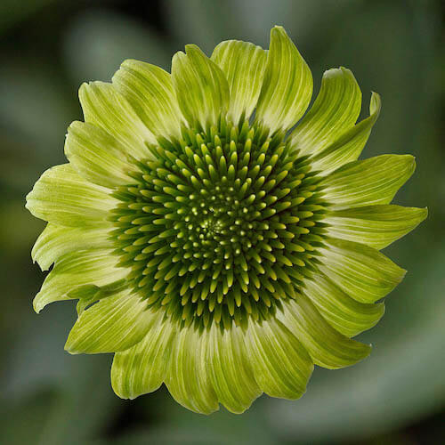 Echinacea Seeds - All In One For Home Gardens
