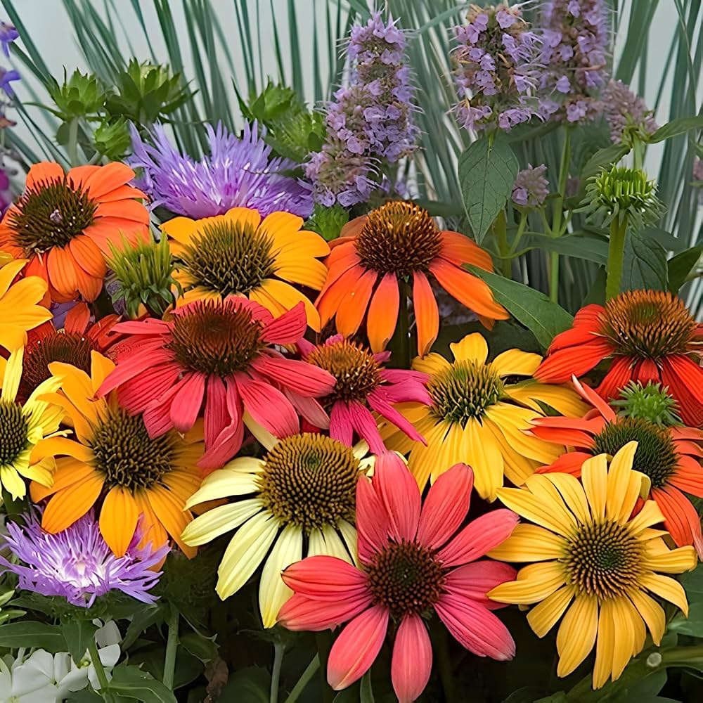 Echinacea Seeds
