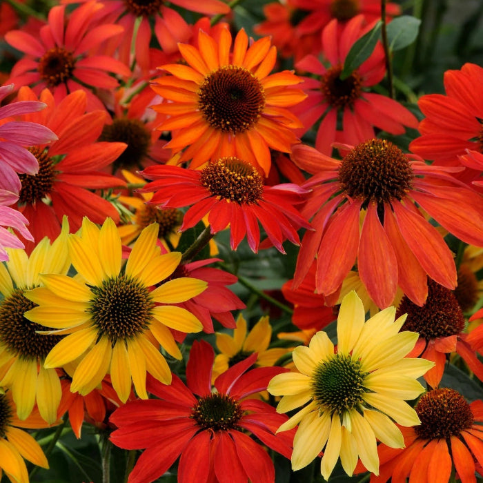 Echinacea Seeds
