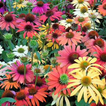 Echinacea Seeds
