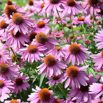 Echinacea Seeds – Easy Grow
