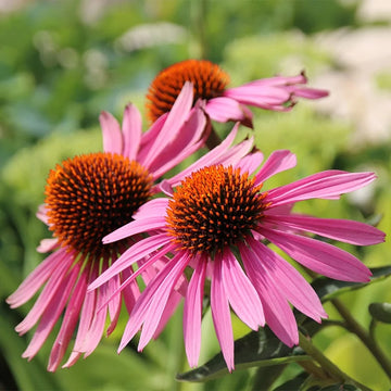 Echinacea Seeds – Pure
