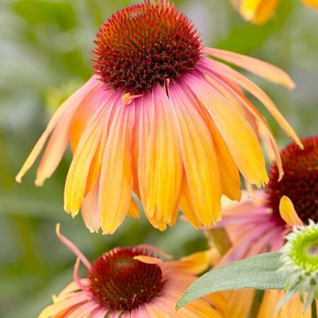 Echinacea Seeds – Yellow & Pink
