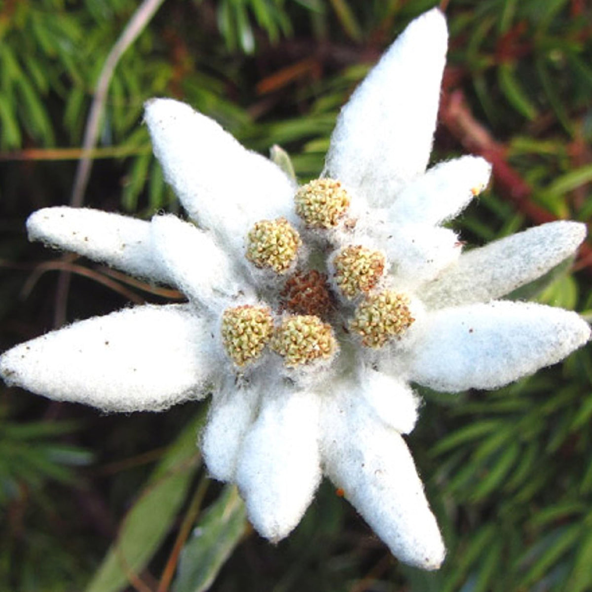 Edelweiss Seeds – Alpine Star
