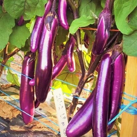 Eggplant Seeds – Light Violet