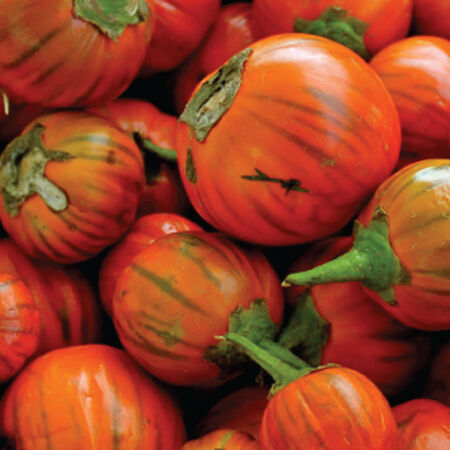 Eggplant Seeds – Orange