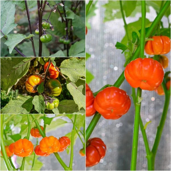 Eggplant Seeds – Ruffled