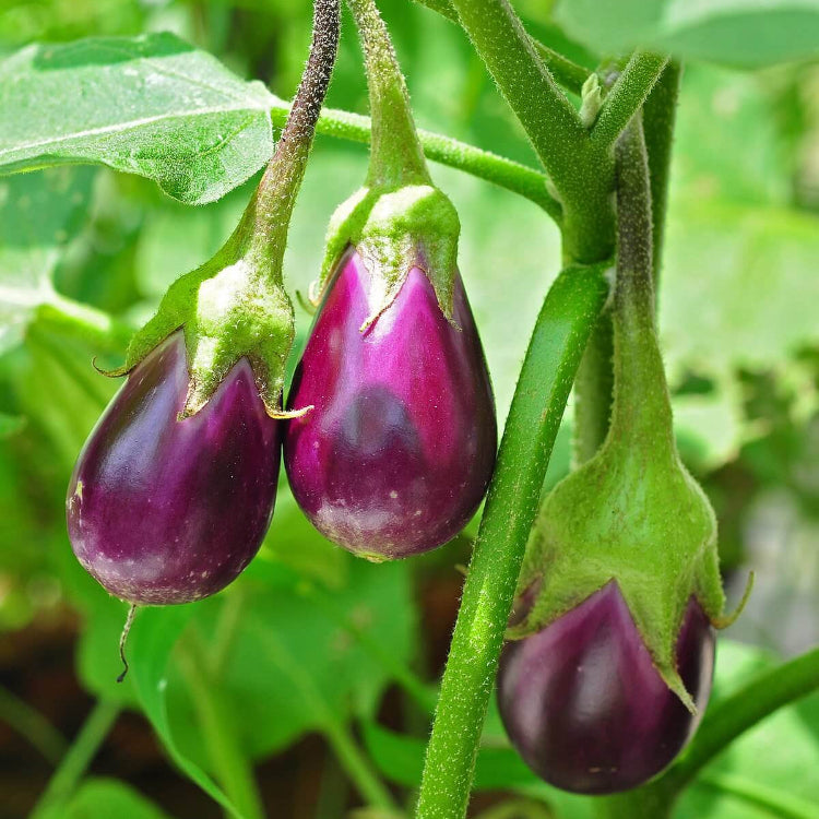  Eggplant Seeds-burgundy