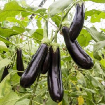 Eggplant Seeds - Aubergine Zora