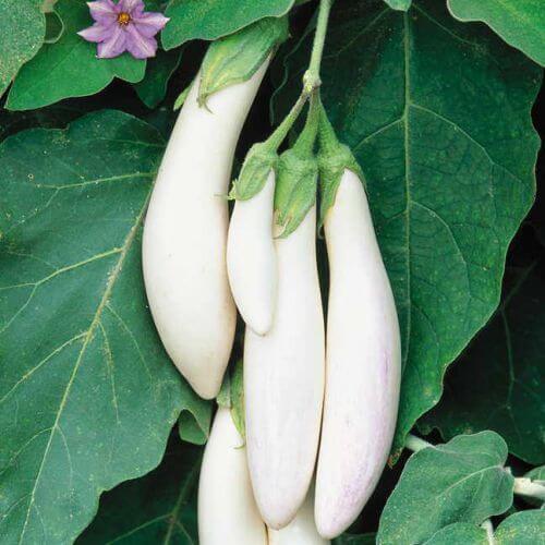 Eggplant Seeds - Brinjal White Long 