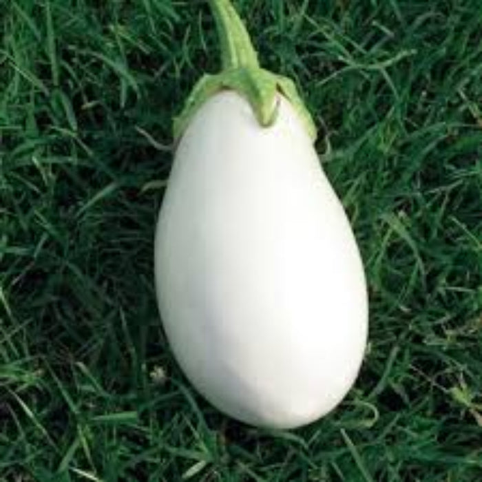 Eggplant Seeds - Clara