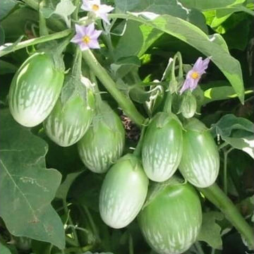 Eggplant Seeds - Dark Green
