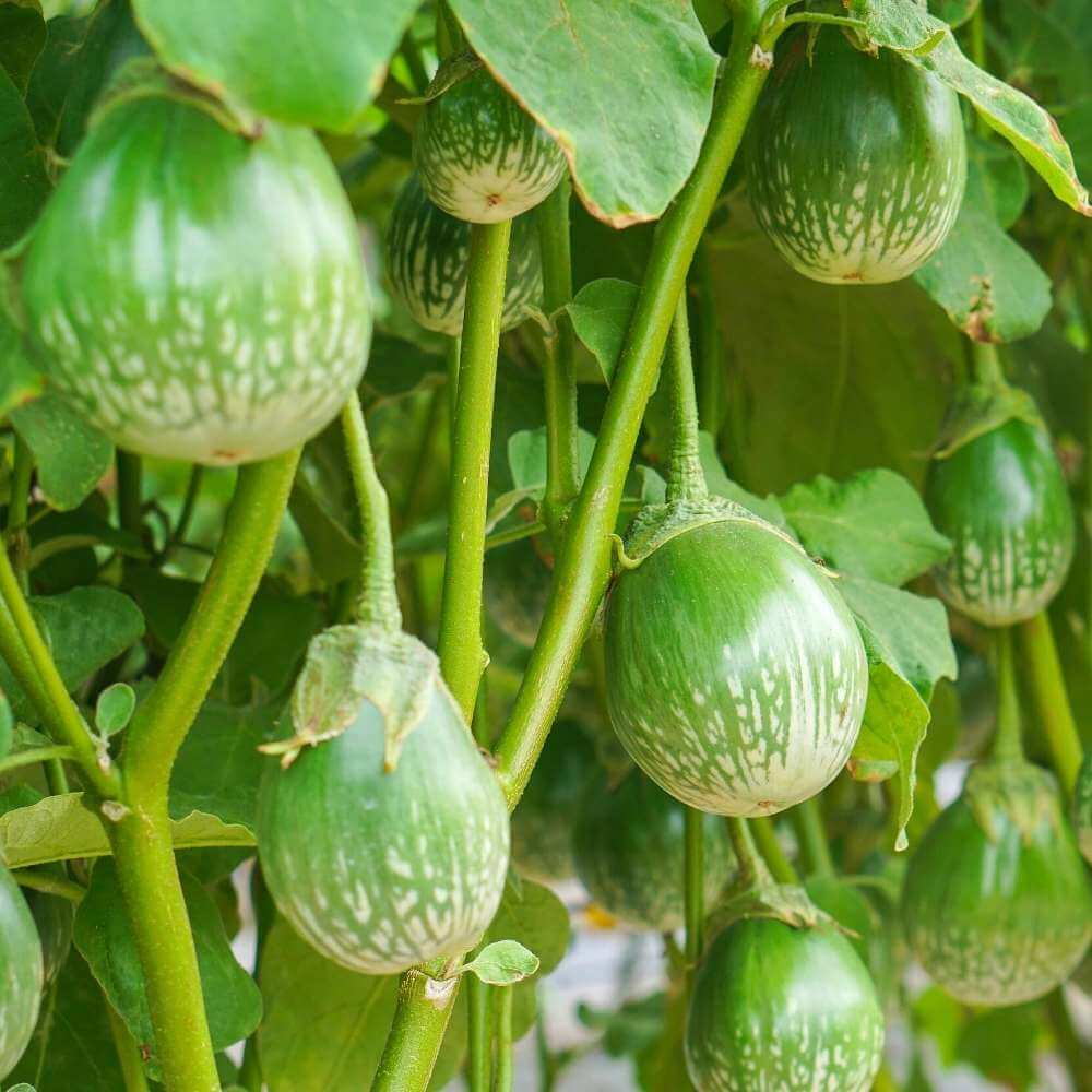 Eggplant Seeds - Dark Green