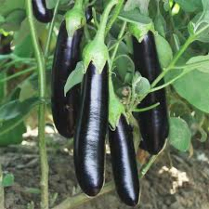 Eggplant Seeds - Dark Purple
