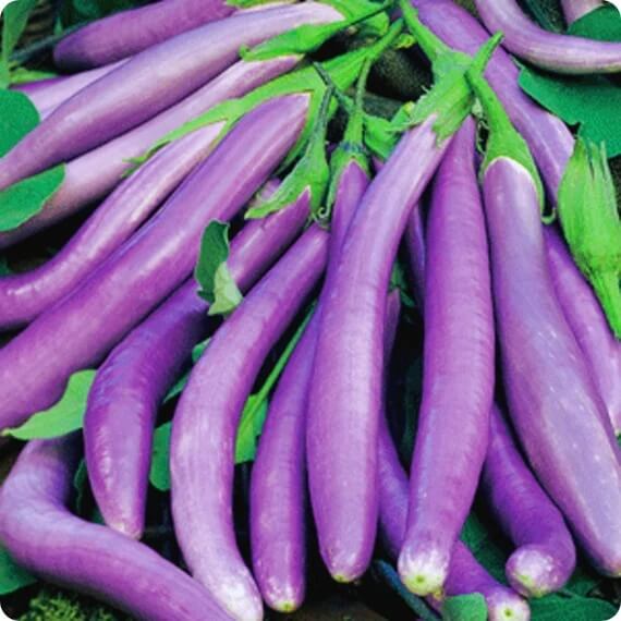 Eggplant Seeds - Green Violet